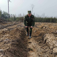 Свой новый лес