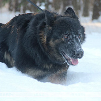 Фотофакт: военнослужащие кинологического центра Вооружённых сил со своими воспитанниками