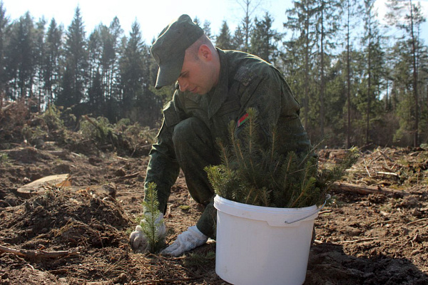 Белорусские военнослужащие продолжают принимать участие в посадке леса