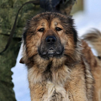 Служба одна на двоих