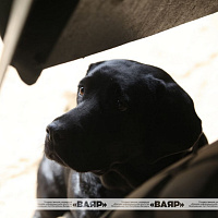 В Кинологическом центре Вооружённых Сил проходит сбор по специальности