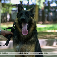Военнослужащие кинологического центра Вооружённых сил со своими воспитанниками