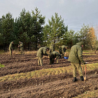 Белорусские военнослужащие продолжают принимать участие в акции «Дай лесу новае жыццё»