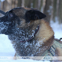 Фотофакт: военнослужащие кинологического центра Вооружённых сил со своими воспитанниками