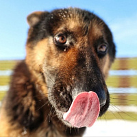 Служба одна на двоих