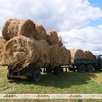 Сводный автомобильный взвод Вооружённых Сил помогает в уборке урожая