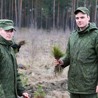 В Год мира и созидания – посадка лесных насаждений