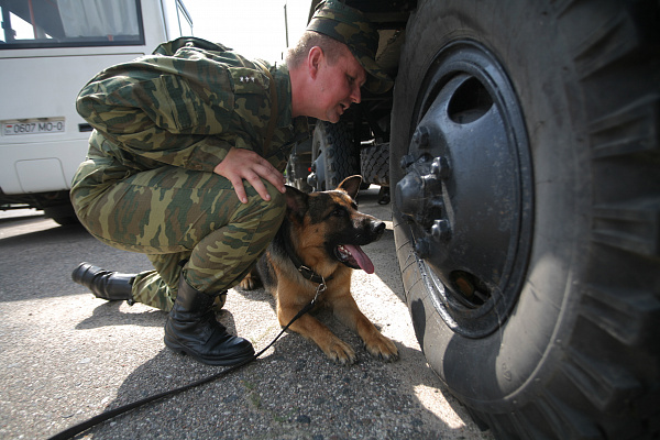 Если у вас есть собака…