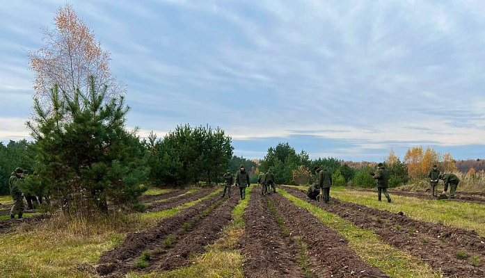 Белорусские военнослужащие продолжают принимать участие в акции «Дай лесу новае жыццё»