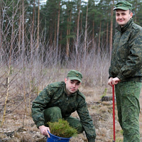 В Год мира и созидания – посадка лесных насаждений