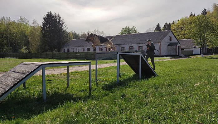 Продолжается подготовка белорусской сборной к конкурсу «Верный друг»