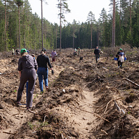 Продолжается добровольная акция «Аднавім лясы разам»