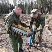 Приумножая лесной фонд страны