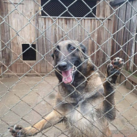 В гостях у военных кинологов
