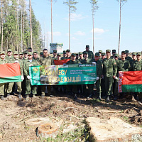 Белорусские военнослужащие продолжают принимать участие в посадке леса