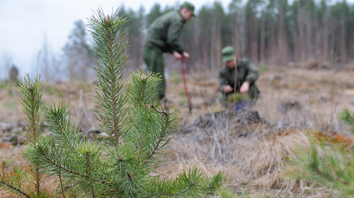 В Год мира и созидания – посадка лесных насаждений