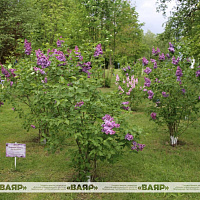 В Гродно прошла акция «Сирень Победы», приуроченная к 80-летию Великой Победы 