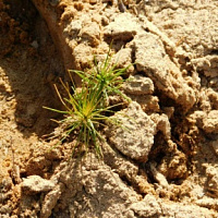 «Неделя леса»